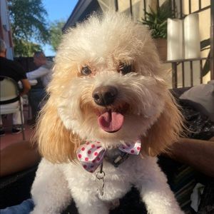 Meet your Posher, Patricia